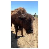 Bison Heifer (1ï¿½ years old)
