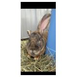 1 year old Flemish Giant