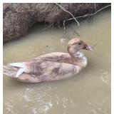 Chocolate Shaded Muscovy Hen with white tip wing