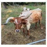 Mini Texas Longhorn cow, see description