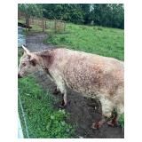 Becca is a 2.5yr old mid sized whitepark