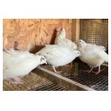 15 Jumbo White Coturnix Quail. Straight run