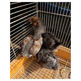3 blue laced red Wyandotte, 1 months old