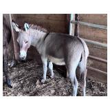 Miniature Jenny Donkey 30 inches