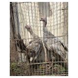 2 blue slate turkey poults 3 months old