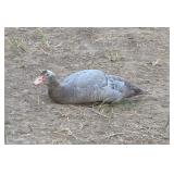 14 wk old lavender Muscovy appears to be a hen