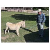 Tiny Spotted Miniature Jenny Donkey 3-4y/o