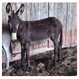 2 Year old Standard Jenny Donkey Very Calm