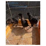 3 black laced Wyandotte, 1 months old