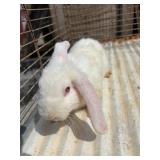 Holland lop Buck 2 months old