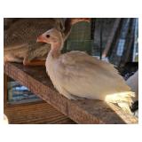 2-White Guinea 2026 hatch