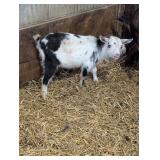 Registered ADGA Nigerian doe. Polled