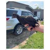 Silkie/Polish cross. Spring 26ï¿½ hatch.