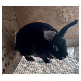 Mini Rex Show Quality Buck Age:3-4years