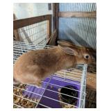 NZ Red doe 2 mo old.