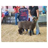 Registered babydoll ram, NABSSAR DOB feb. 21, 2025