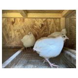 15 Jumbo White Coturnix Quail. Straight run