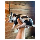 Female KuneKune/Pot Belly pig. 5 weeks old, eating
