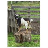 Lilly is Nigerian Dwarf doe born 6/28/25