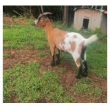1.5y/o Beautiful Nigerian Dwarf Doe, good Mother