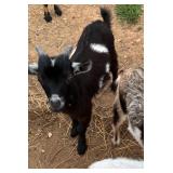 4month old Nigerian dwarf buckling born April 21st