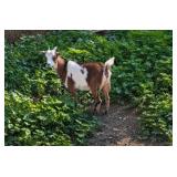 Registered adga doeling born feb.12th, 2026