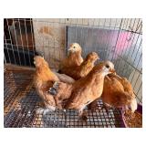 7 Millie Fluer Mix Pullets