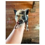 Female KuneKune/Pot Belly pig. 5 weeks old