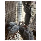4 blue slate turkey poults, 1 months old
