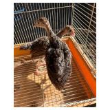 2 bronze turkey poults, 1 month old