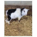 Registered ADGA billy born jan. 15, 2026. Polled.