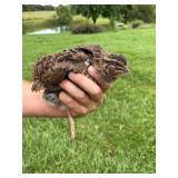 Coturnix quail 2M 3F Proven layers