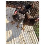 3 blue laced red Wyandotte  2 months old