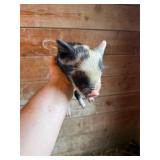 Male KuneKune/Pot Belly pig. 5 weeks old. Eating
