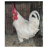 American Bresse Rooster, Friendly