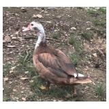 Flashy Chocolate and White Splash Muscovy Hen