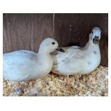 Cute Little Silver Call Duck Pair Hatched 2026