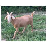 HOLLEYFARMS Crema Dulce registered 50% Laboer Doe