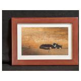Framed Print of “Catnap” Photograph by Matthew J. Platz