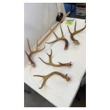 Deer Antler Horns