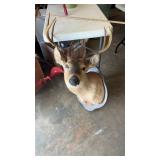Deer Mount Taxidermy