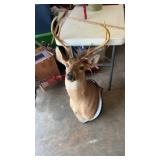 Deer Mount Taxidermy