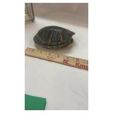 Real Turtle Shell