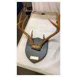 Deer Antlers