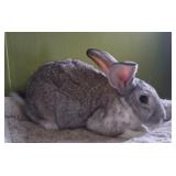 Young Chinchilla Male Rabbit