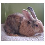 Female Harlequin Rabbit