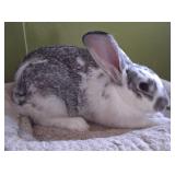 Young Male Rabbit