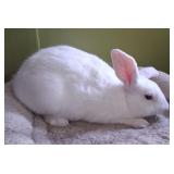 Young Male Rabbit