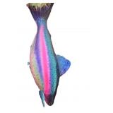 XXL Bed Giant Rainbow Trought Pillow / Plush