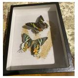 Madagascan Sunset Moths Framed